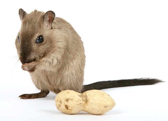 Pest and vermin control