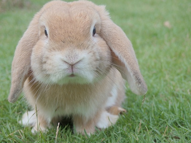 Bunny 
