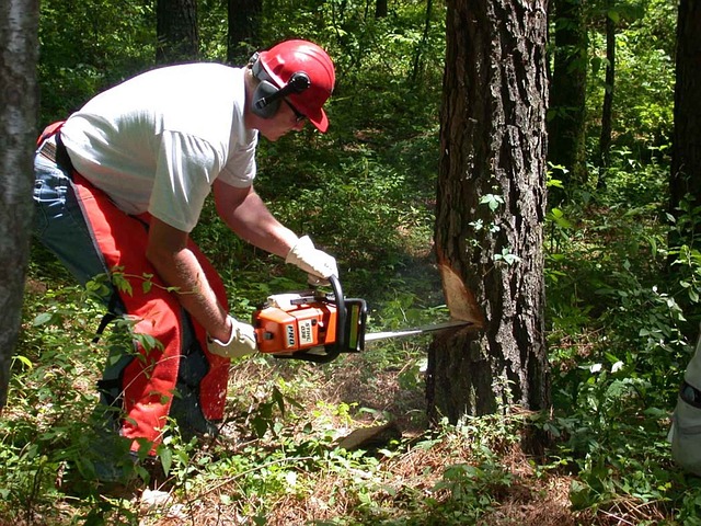 Tree surgeon with chainsaw