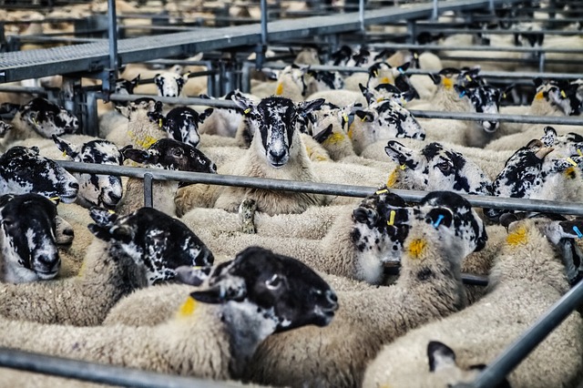 Sheep
